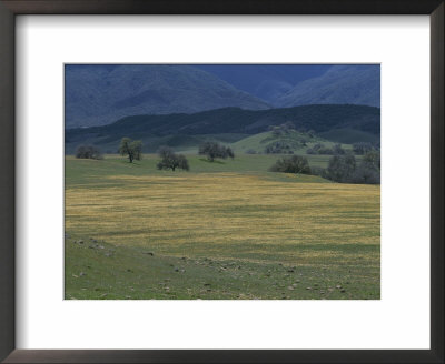 Scenic View Of A Field Of Wildflowers And Oak Trees In Cuyama Valley by Marc Moritsch Pricing Limited Edition Print image