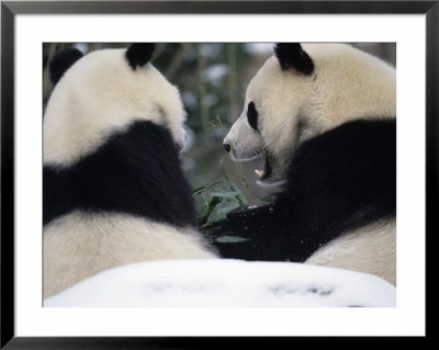 National Zoo Pandas Eating Bamboon In The Snow by Taylor S. Kennedy Pricing Limited Edition Print image