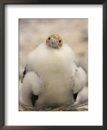 A Juvenile Great Frigatebird, Fregata Minor by Ralph Lee Hopkins Pricing Limited Edition Print image