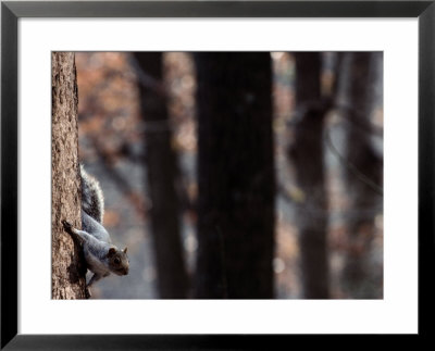 An Eastern Gray Squirrel Stops Halfway Down A Tree Trunk by Chris Johns Pricing Limited Edition Print image