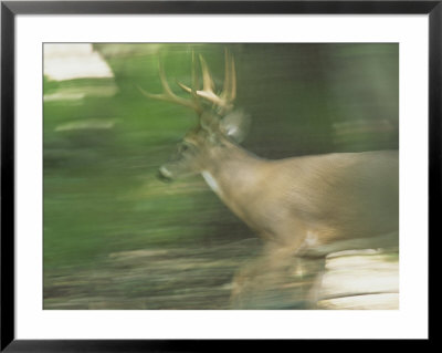 Panned View Of A White-Tailed Deer (Odocoileus Virginianus) Running by Michael Fay Pricing Limited Edition Print image