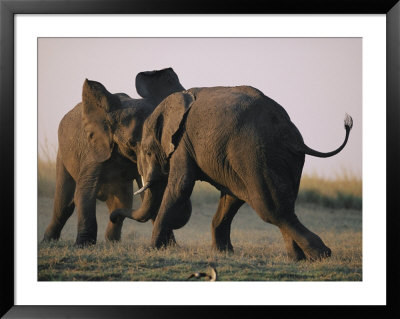 Two Elephants Butt Heads In Play by Chris Johns Pricing Limited Edition Print image