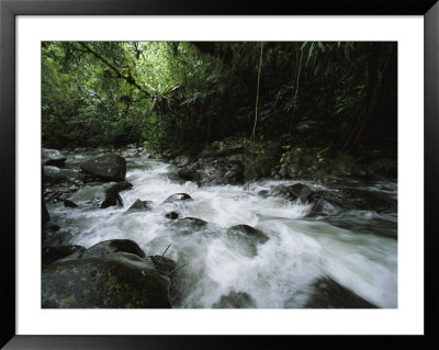 Creek Rushing Through A Woodland Setting by Tim Laman Pricing Limited Edition Print image