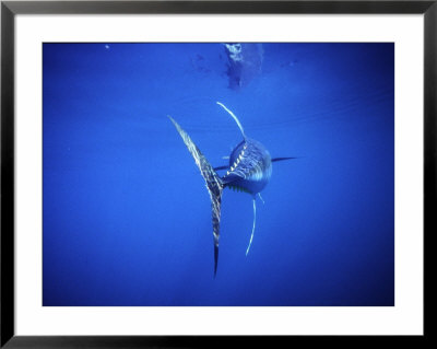 Yellow Fin Tuna, Cape Point, Atlantic Ocean by Chris And Monique Fallows Pricing Limited Edition Print image