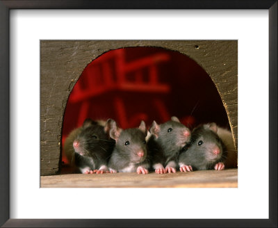 Rats At Entrance To Home by Alan And Sandy Carey Pricing Limited Edition Print image