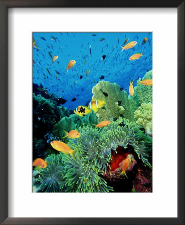 Clown Fish, Red Sea by Mark Webster Pricing Limited Edition Print image