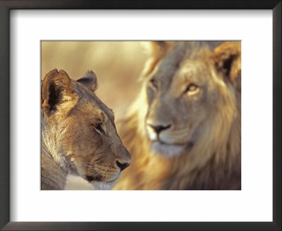Lion And Lioness, Etosha National Park, Namibia by Chris And Monique Fallows Pricing Limited Edition Print image