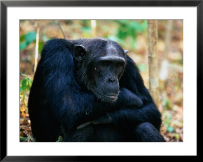 Male Chimpanzee, Pan Troglodytes by Robert Franz Pricing Limited Edition Print image