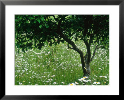 Wildflower Garden With Apple, Leucanthemum Vulgare Charleston Manor by Sunniva Harte Pricing Limited Edition Print image