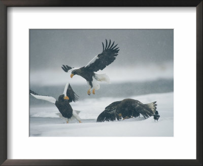 A Pair Of Stellers Sea Eagle Fighting As A Juvenile Eats by Klaus Nigge Pricing Limited Edition Print image