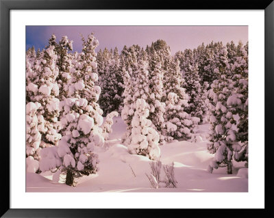 Forest Of Pencil Pine Trees In Snow Walls Of Jerusalem National Park, Tasmania, Australia by Rob Blakers Pricing Limited Edition Print image