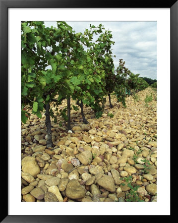 Vines Of Chateau Mont-Redon, Chateauneuf-Du-Pape, Vaucluse, Provence, France by Per Karlsson Pricing Limited Edition Print image