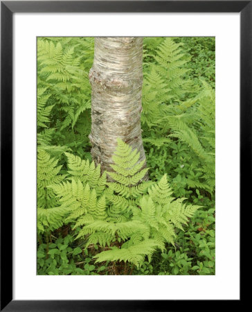 Silver Birch Trees And Ferns, Near Tromso, Norway, Scandinavia by Gary Cook Pricing Limited Edition Print image