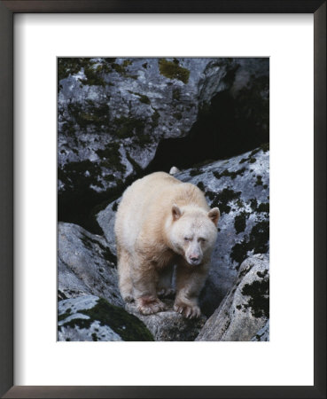 A Kermodes, Or Spirit Bear (Ursus Americanus Kermodei) by Tom Murphy Pricing Limited Edition Print image