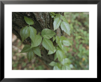 Poison Ivy Climbs A Pine Tree by Stephen Alvarez Pricing Limited Edition Print image