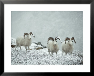 Three Dalls Sheep Look Up From A Snowy Ledge by Michael S. Quinton Pricing Limited Edition Print image
