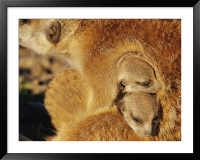 Two Meerkat Pups Sleep Under The Arm Of A Baby-Sitter by Mattias Klum Pricing Limited Edition Print image