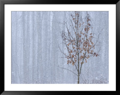 Tree Trunks And Dormant Tree In A Forest Grove In Heavy Snowstorm by Charles Kogod Pricing Limited Edition Print image