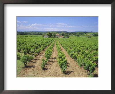 Vineyard Near Chateauneuf-Du-Pape, Provence, France, Europe by Roy Rainford Pricing Limited Edition Print image