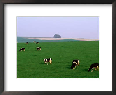 Cows Grazing On Green Fields, Avebury, Wiltshire, England by Anders Blomqvist Pricing Limited Edition Print image