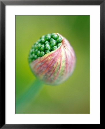 Allium Sphaerocephalon, Close-Up Of Flower Emerging From Bud by Lynn Keddie Pricing Limited Edition Print image