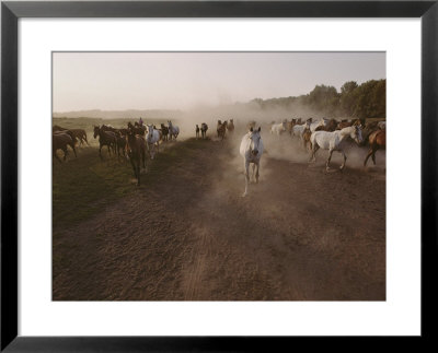 A Herd Of Horses Raise A Dust Cloud On The Steppe by Sisse Brimberg Pricing Limited Edition Print image