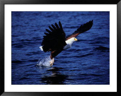 Fish Eagle (Haliaeetus Vocifer) Catching Fish In Lake, Lake Malawi National Park, Malawi by David Wall Pricing Limited Edition Print image