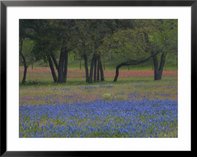 Texas Blue Bonnets And Oak Trees, Nixon, Texas, Usa by Darrell Gulin Pricing Limited Edition Print image