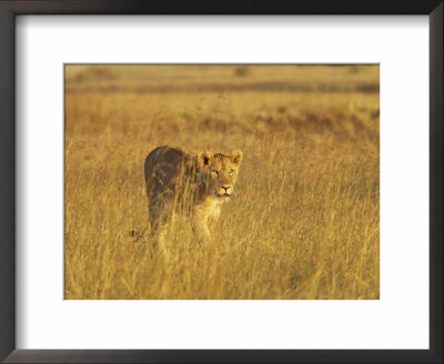 Lioness (Panthera Leo) Walking Through Tall Grass, Masai Mara National Reserve, Kenya by James Hager Pricing Limited Edition Print image