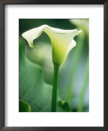 Arum Lily by Georgia Glynn-Smith Pricing Limited Edition Print image