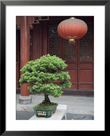 Bonsai Tree And Red Lantern And Buddhist Temple In Jingzhou, China by David Evans Pricing Limited Edition Print image