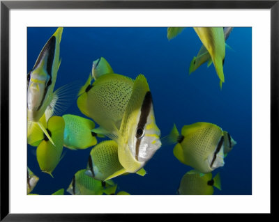Milletseed Butterflyfish, Schooling, Hawaii by David B. Fleetham Pricing Limited Edition Print image