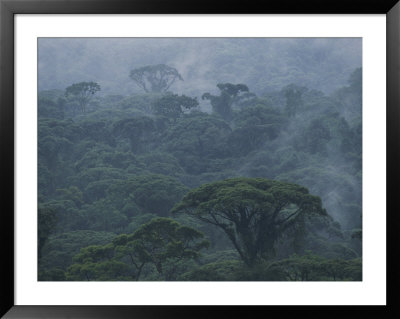 Mist Rises From A Rain Forest, Costa Rica by Michael Melford Pricing Limited Edition Print image