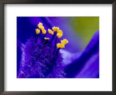 Close View Of The Stamen Of A Blue Flower by Todd Gipstein Pricing Limited Edition Print image