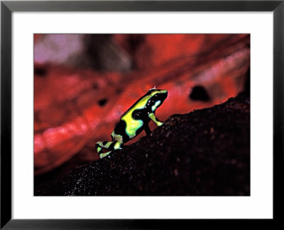 Green And Black Poison Dart Frog In Tropical South And Central America by Charles Sleicher Pricing Limited Edition Print image