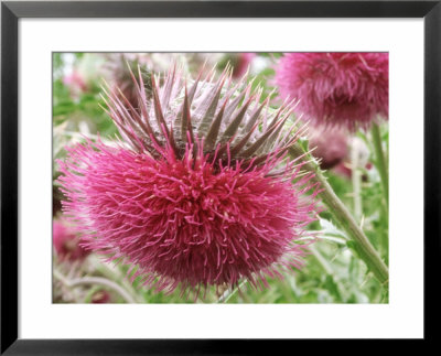 Carduus Theomeri (Thistle) Close-Up Of Flower by Linda Burgess Pricing Limited Edition Print image