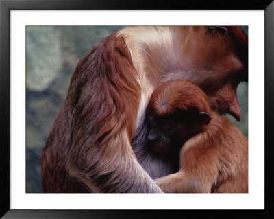 An Endangered Proboscis Monkey Cuddles Her Baby by Michael Nichols Pricing Limited Edition Print image
