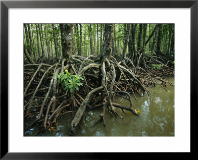 Detail Of Mangrove Roots At The Waters Edge by Tim Laman Pricing Limited Edition Print image