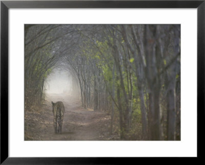 Bengal Tiger In The Forest, Ranthambore National Park, Rajasthan, India by Keren Su Pricing Limited Edition Print image