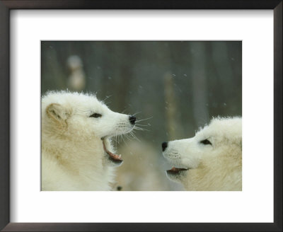 Arctic Fox, Alopex Lagopus Pair Playing In Winter Alaska by Alan And Sandy Carey Pricing Limited Edition Print image