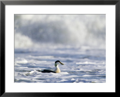 Eider, Male In Rough Seas, Northumberland by David Tipling Pricing Limited Edition Print image