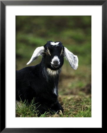 Billy Goat by Mark Hamblin Pricing Limited Edition Print image