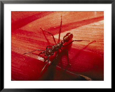 Solitary Red Ant by Bill Curtsinger Pricing Limited Edition Print image