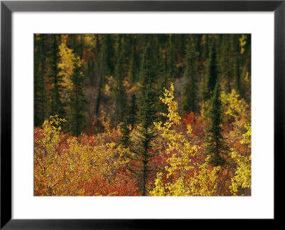 Birch Trees Are Yellowed By The Autumn Season by Raymond Gehman Pricing Limited Edition Print image