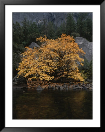 Autumn Foliage Decorates A Tree In Yosemite by Marc Moritsch Pricing Limited Edition Print image