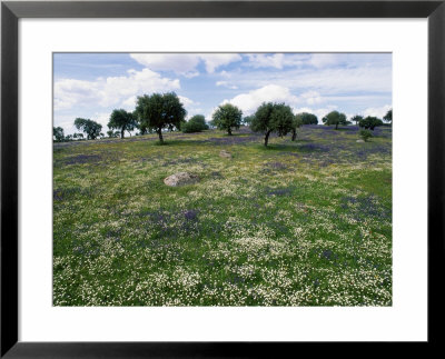 Flowering Meadow With Quercus Ilex, Extremadura, Spain by Olaf Broders Pricing Limited Edition Print image