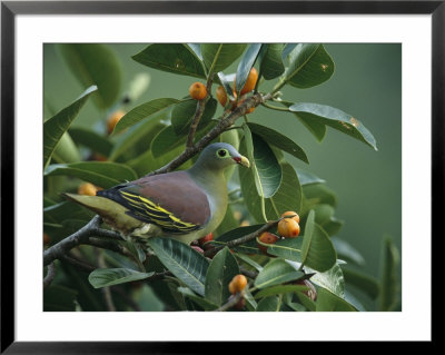 Exotic Dove Or Pigeon Sitting In A Fruit-Filled Tree by Tim Laman Pricing Limited Edition Print image