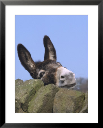 Donkey, Peering Over A Stone Wall, Uk by Mark Hamblin Pricing Limited Edition Print image
