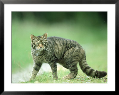Scottish Wildcat, Felis Sylvestris, Male, June Highlands, Scotland by Mark Hamblin Pricing Limited Edition Print image