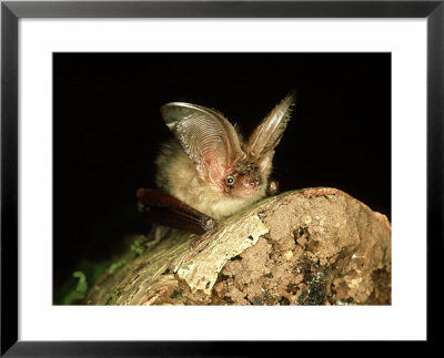 Brown Long-Eared Bat, England, Uk by Les Stocker Pricing Limited Edition Print image